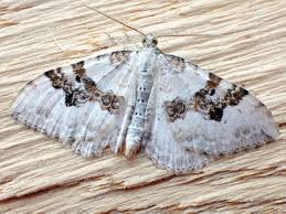 Attēlu rezultāti vaicājumam “Xanthorhoe montanata”