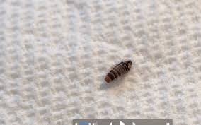 Attēlu rezultāti vaicājumam “Elateridae larva”