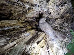 Attēlu rezultāti vaicājumam “Muscicapa striata nest”
