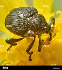 Attēlu rezultāti vaicājumam “Mononychus punctumalbum”