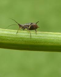 Attēlu rezultāti vaicājumam “Uroleucon hypochoeridis”