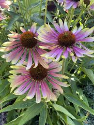 Attēlu rezultāti vaicājumam “Echinacea purpurea flower”