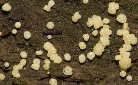 Attēlu rezultāti vaicājumam “Hypocrea gelatinosa”