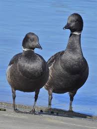 Attēlu rezultāti vaicājumam “Branta bernicla”