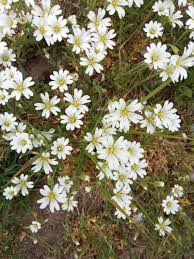 Attēlu rezultāti vaicājumam “Enteridium corticatum young”
