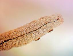 Attēlu rezultāti vaicājumam “Stemonitopsis aequalis (var. aequalis) spores”