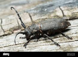 Attēlu rezultāti vaicājumam “Lamia textor”