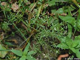 Attēlu rezultāti vaicājumam “Galium trifidum”