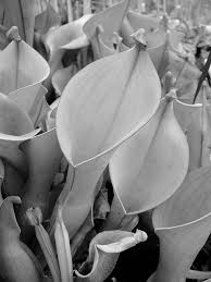 Attēlu rezultāti vaicājumam “Utricularia minor flower”