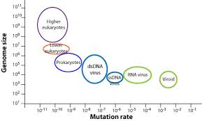 Image result for genome sizes
