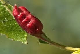 Attēlu rezultāti vaicājumam “Pontania proxima”