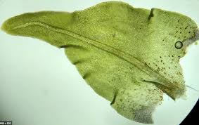 Attēlu rezultāti vaicājumam “Anomodon viticulosus”