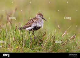 Attēlu rezultāti vaicājumam “Calidris alpina adult”
