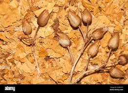 Attēlu rezultāti vaicājumam “Nicotiana tabacum fruit”