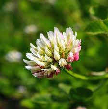 Attēlu rezultāti vaicājumam “Trifolium hybridum flower”