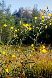 Attēlu rezultāti vaicājumam “Hieracium laevigatum”