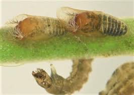 Attēlu rezultāti vaicājumam “Phronia sp. larva”