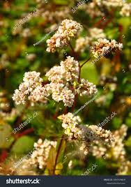 Attēlu rezultāti vaicājumam “Fagopyrum esculentum flower”