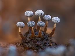 Attēlu rezultāti vaicājumam “Stemonitis flavogenita macro”