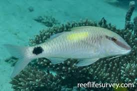 Image result for Parupeneus trifasciatus
