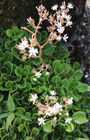 Attēlu rezultāti vaicājumam “Saxifragaceae”