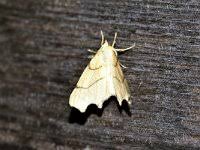 Attēlu rezultāti vaicājumam “Ennomos erosaria”