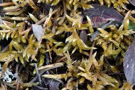 Attēlu rezultāti vaicājumam “Brachythecium campestre”