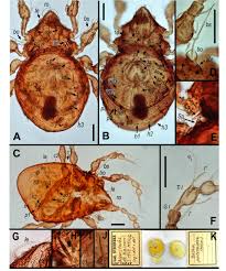 Attēlu rezultāti vaicājumam “Belbodamaeus sp.”