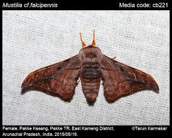 Attēlu rezultāti vaicājumam “Endromidae”