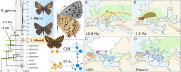 Attēlu rezultāti vaicājumam “Lycaena tityrus underside”