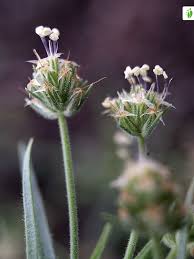 Attēlu rezultāti vaicājumam “Plantago uniflora”