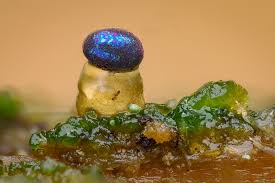 Attēlu rezultāti vaicājumam “Colloderma robustum macro”