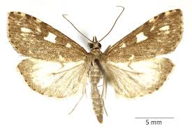 Attēlu rezultāti vaicājumam “Udea olivalis”