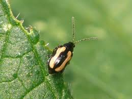 Attēlu rezultāti vaicājumam “Phyllotreta sp.”