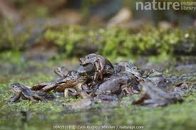 Attēlu rezultāti vaicājumam “Rana temporaria adult”