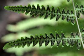 Attēlu rezultāti vaicājumam “Thelypteris palustris”