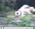 Singapore Zoo white tiger attack video leaked online ...