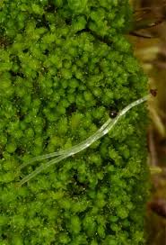 Attēlu rezultāti vaicājumam “Lophozia incisa”