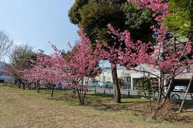 「桃井桜」の画像検索結果
