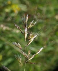 Attēlu rezultāti vaicājumam “Helictotrichon pubescens”