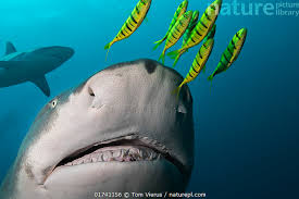 Image result for Negaprion acutidens