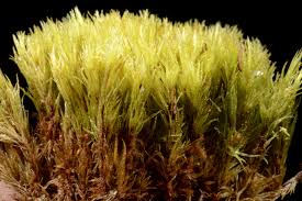 Attēlu rezultāti vaicājumam “Dicranum spurium”