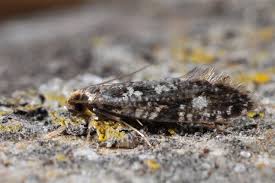 Attēlu rezultāti vaicājumam “Nemapogon cloacella”