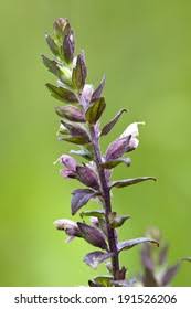 Attēlu rezultāti vaicājumam “Odontites vulgaris leaf”