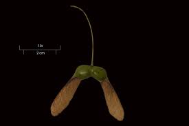 Attēlu rezultāti vaicājumam “Acer saccharinum fruit”