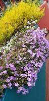 Image result for Aubrieta hybrida (cultorum)