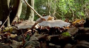 Attēlu rezultāti vaicājumam “Epiblema grandaevana”