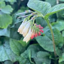 Attēlu rezultāti vaicājumam “Symphytum grandiflorum flower”