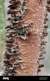 Attēlu rezultāti vaicājumam “Hymenochaete tabacina”