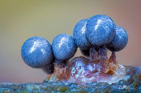 Attēlu rezultāti vaicājumam “Cribraria argillacea macro”